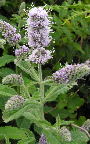 Mentha x villosonervata close