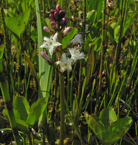 Menyanthes trifoliata whole