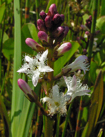 Menyanthes trifoliata close