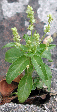 Mercurialis annua whole male