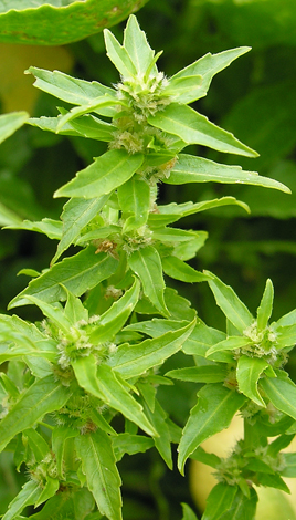 Mercurialis annua flowers female