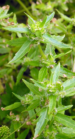 Mercurialis annua fruit female