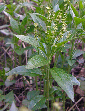 Mercurialis perennis