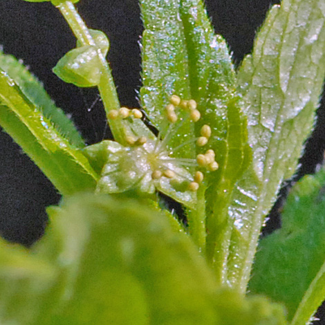 Mercurialis perennis anthers