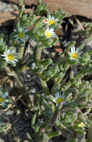 Mesembryanthemum nodiflorum close