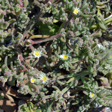 Mesembryanthemum nodiflorum whole