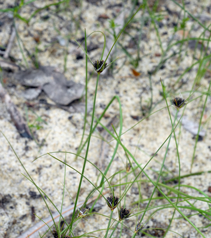 Mesomelaean tetragona whole