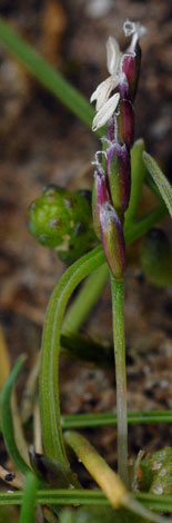 Mibora minima Aberffraw