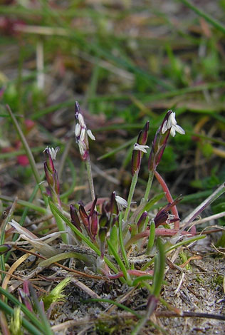 Mibora minima Rhosneigr