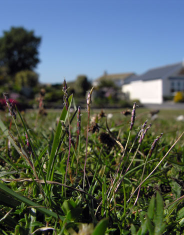 British Wild Plant Mibora miniman Early Sand grass