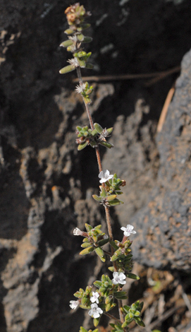 Micromeria hyssopifolia close