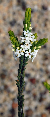 Micromyrtus racemosa close