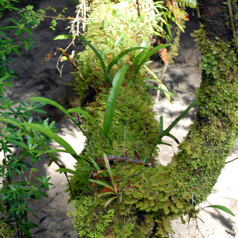 Microsorum diversifolium whole