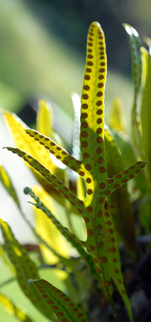 Microsoum pustulatum under frond