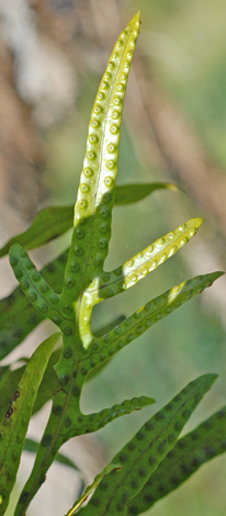 Microsoum pustulatum upper frond