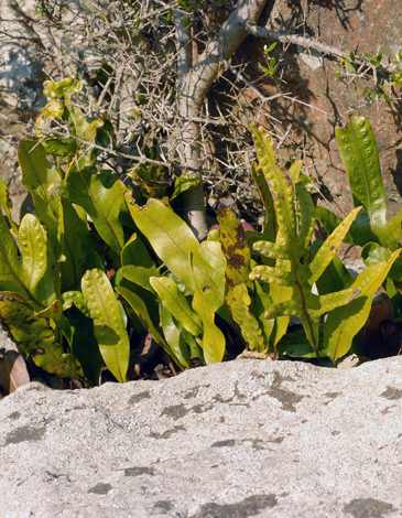 Microsoum pustulatum whole