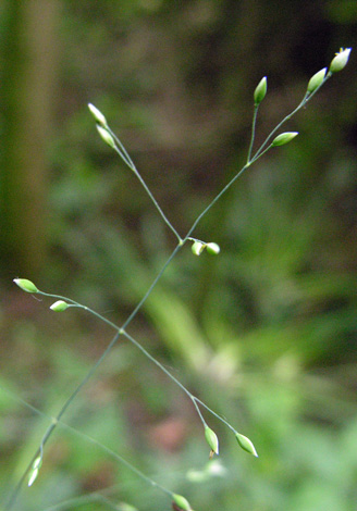 Milium effusum florets