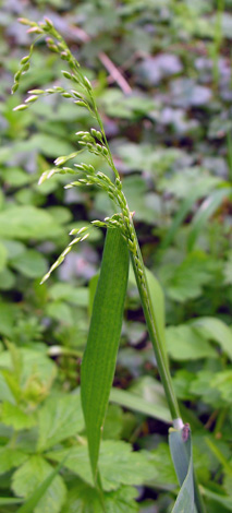 Milium effusum leaf