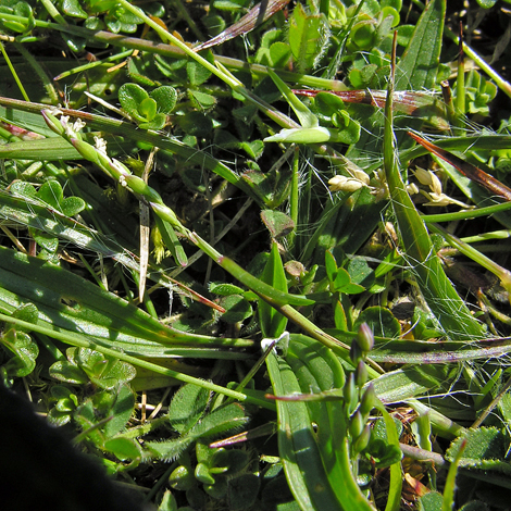 Milium effusum ssp sarniense