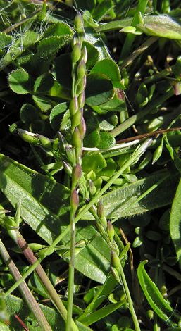 Milium effusum ssp sarniense close