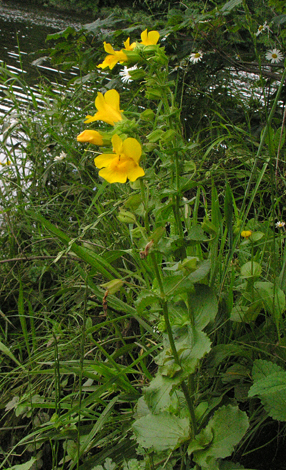 Mimulus guttatus whole