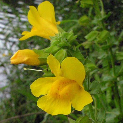 Mimulus guttatus close