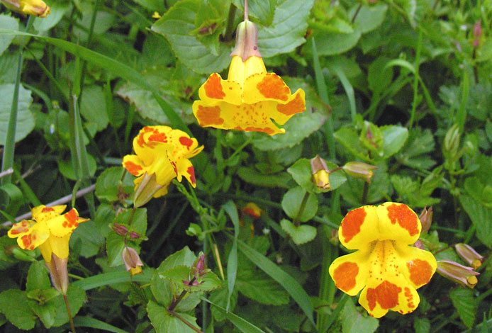 Mimulus x luteus x guttatus x variegatus