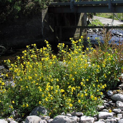 Mimulus x robertsii whole