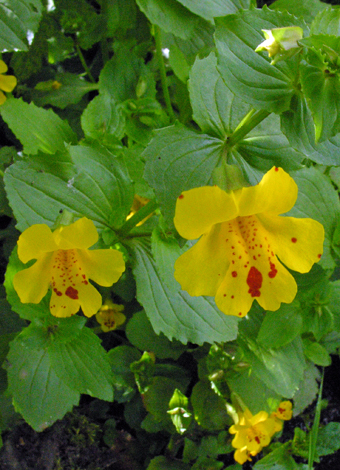 Mimulus x robertsii close