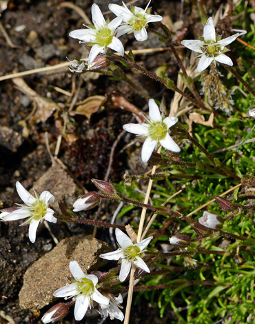 Minuartia recurva close