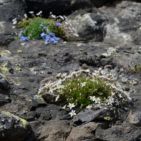 Minuartia recurva whole