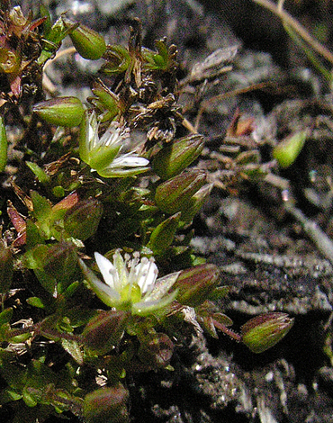 Minuartia rubella close