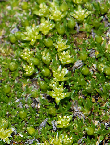 Minuartia sedoides close