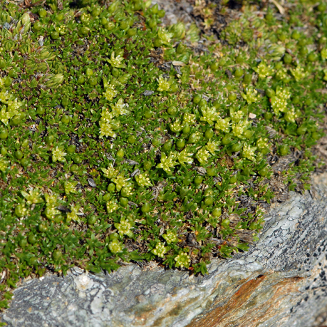 Minuartia sedoides whole