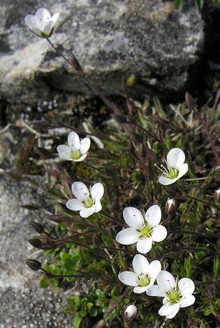 Minuartia verna close