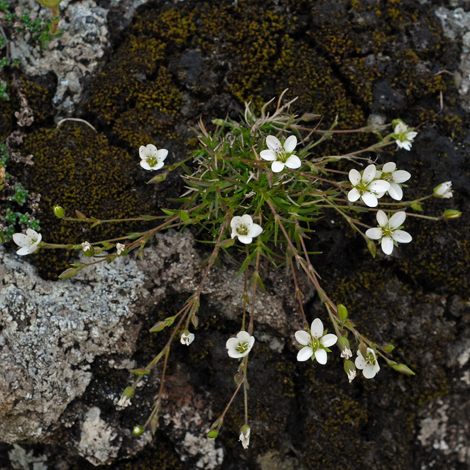 Minuartia verna whole