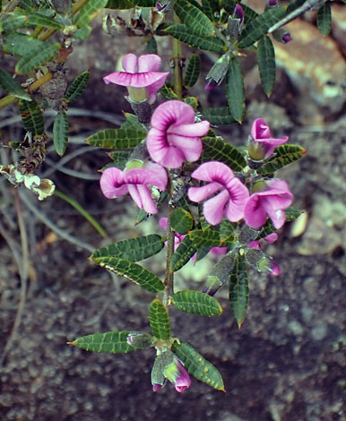 Mirbelia rubiifolia close