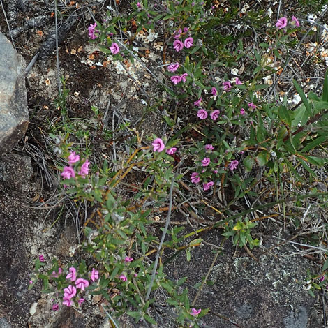 Mirbelia rubiifolia whole