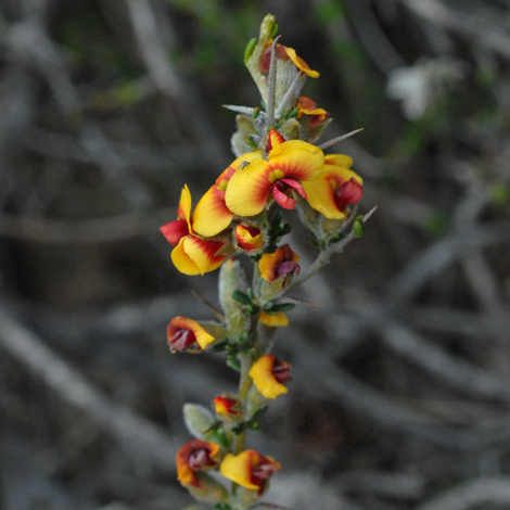 Mirbelia spinosa close