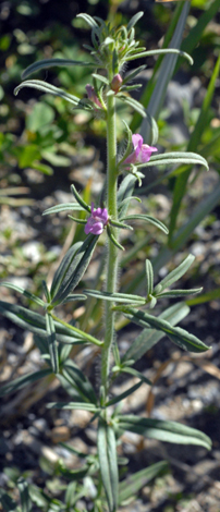 Misopates orontium whole