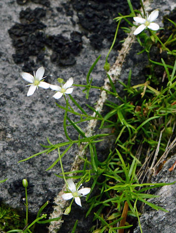 Moehringia muscosa close
