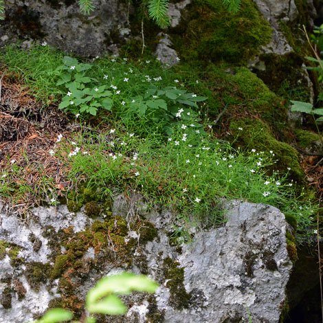 Moehringia muscosa whole