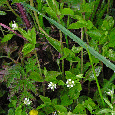 Moehringia trinervia whole