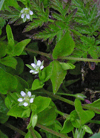 Moehringia trinervia close