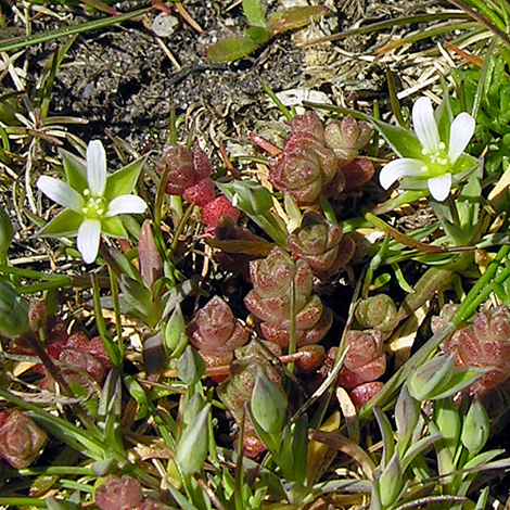 Moenchia erecta whole