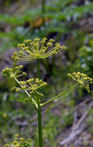 Molopospermum peloponnesiacum close