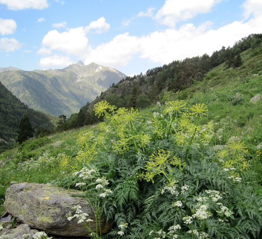 Molopospermum peloponnesiacum whole