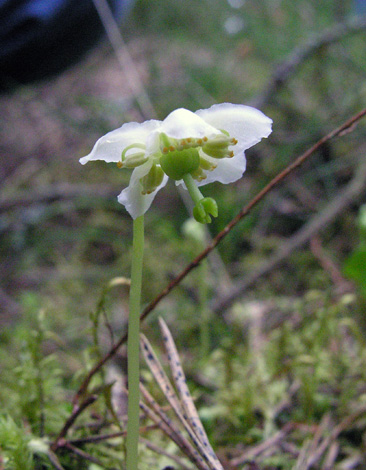 Moneses uniflora