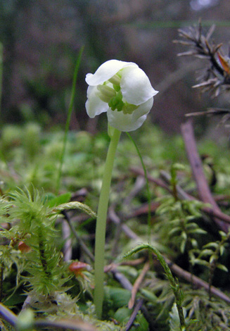 Moneses uniflora bud