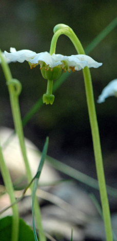 Moneses uniflora close